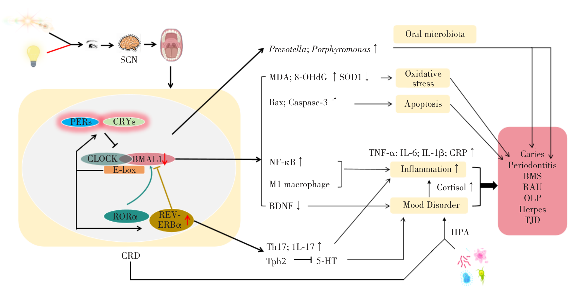 The role of circadian rhythm and its new strategies for prevention and  treatment in oral diseases